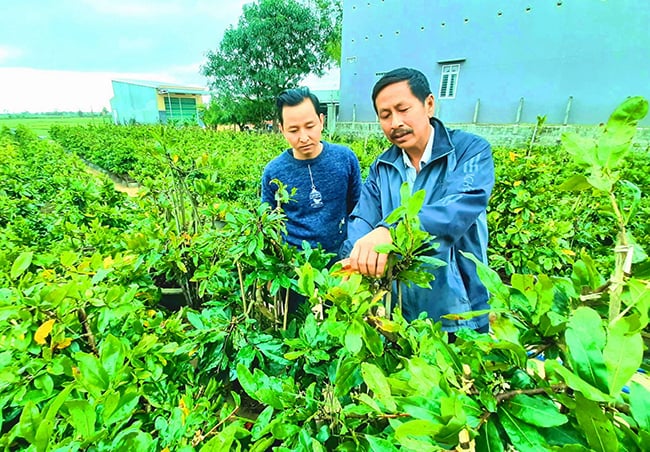 Bình Định: Trồng mai vàng kiểu khác người, ông nông dân thu gần nửa tỷ mỗi năm - Ảnh 1.