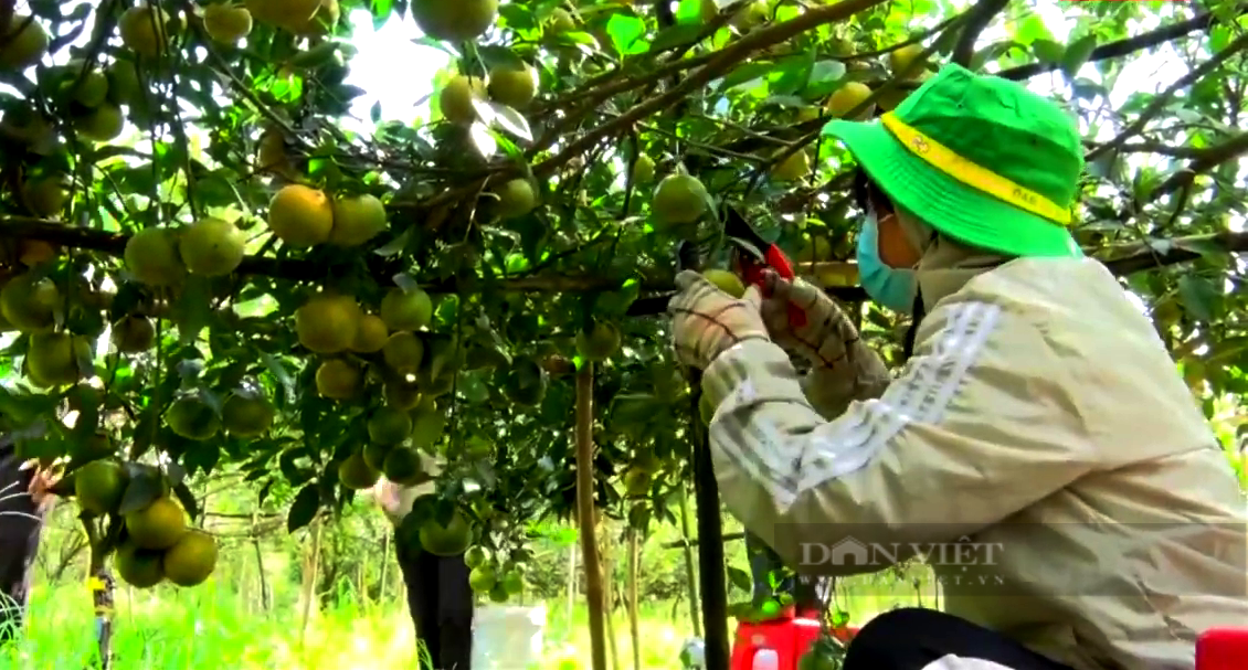 Đồng Nai: Mạo hiểm trồng trái đặc sản ngọt như đường trên đất pha cát, anh nông dân lời tiền tỷ mỗi năm - Ảnh 1.