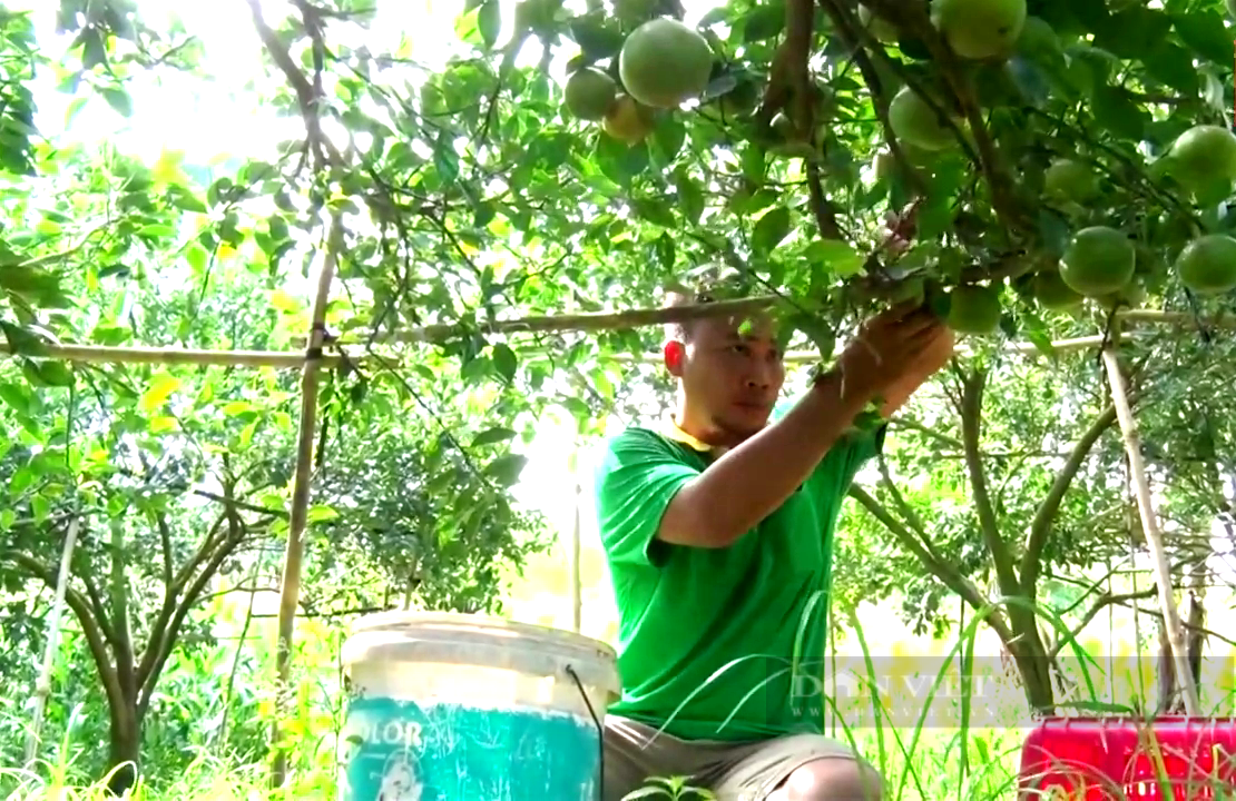 Đồng Nai: Mạo hiểm trồng trái đặc sản ngọt như đường trên đất pha cát, anh nông dân lời tiền tỷ mỗi năm - Ảnh 2.