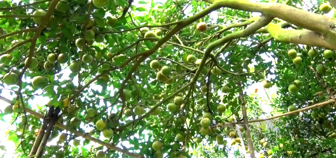 Đồng Nai: Mạo hiểm trồng trái đặc sản ngọt như đường trên đất pha cát, anh nông dân lời tiền tỷ mỗi năm - Ảnh 5.