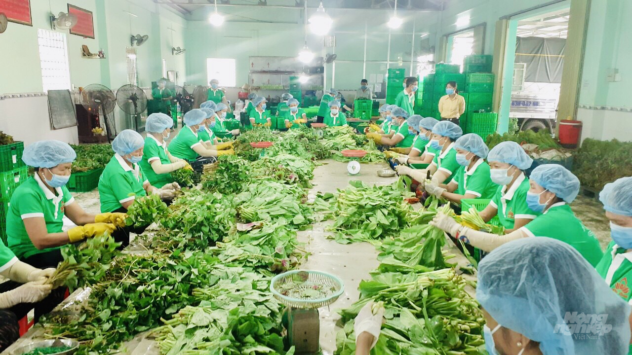 Combo nông sản 10 kg/túi đắt hàng, có ngày dân TP.HCM đặt 40.000 combo nhưng không giao được - Ảnh 1.