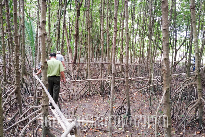 Sóc Trăng: Con vọp là con gì, ốc len là con gì mà dân nuôi trong rừng ngập mặn bắt bán lại kiếm bộn tiền? - Ảnh 1.
