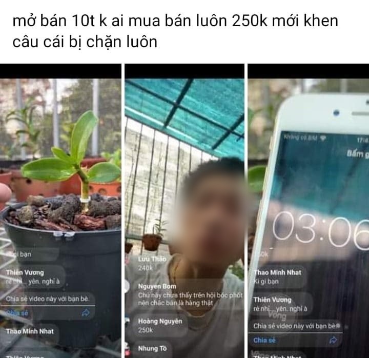 Vỡ mộng lan đột biến tiền tỉ, chủ vườn lên livestream &quot;bóc phốt&quot; lẫn nhau - Ảnh 2.