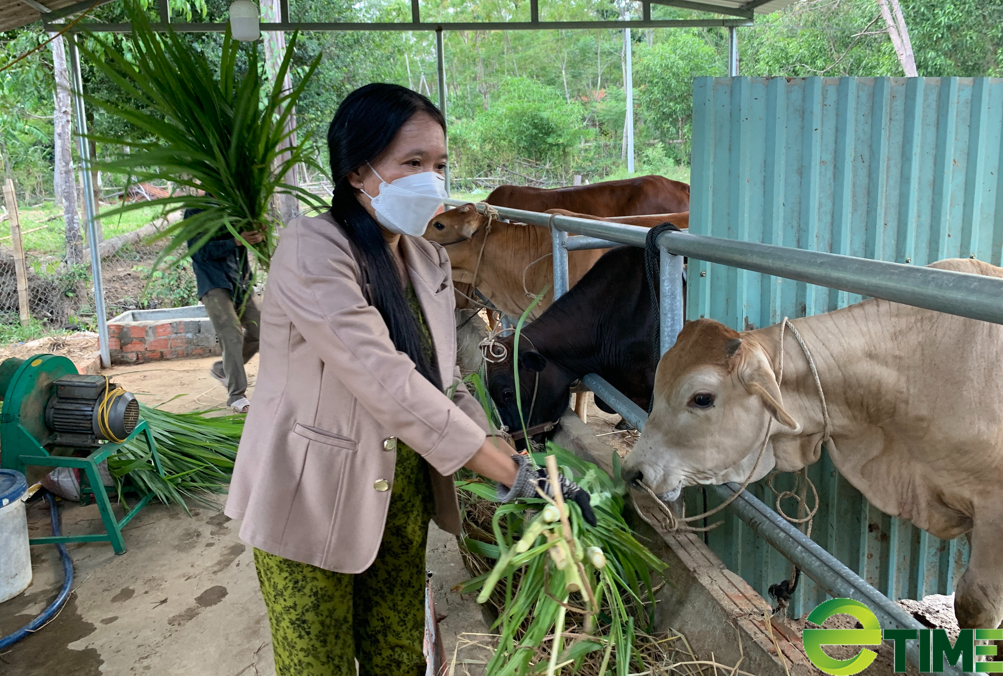 Quảng Nam: Vốn vay ưu đãi tiếp sức cho nông dân trồng cây ăn quả, chăn nuôi bò vươn lên thoát nghèo - Ảnh 1.