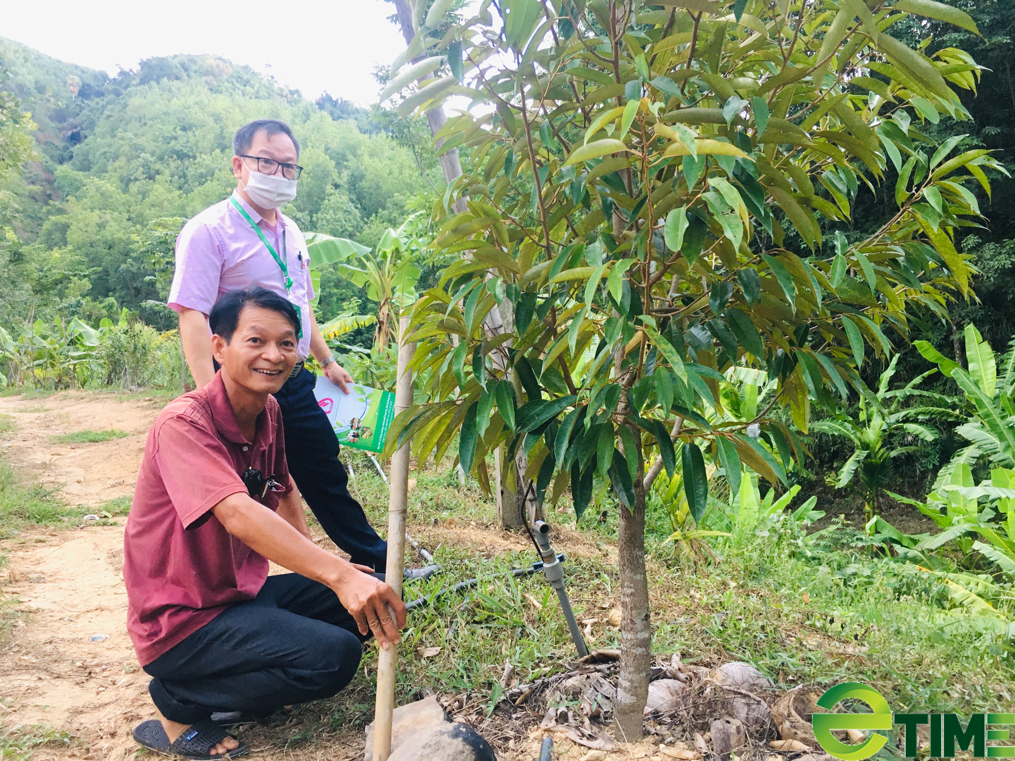 Quảng Nam: Vốn vay ưu đãi tiếp sức cho nông dân trồng cây ăn quả, chăn nuôi bò vươn lên thoát nghèo - Ảnh 2.