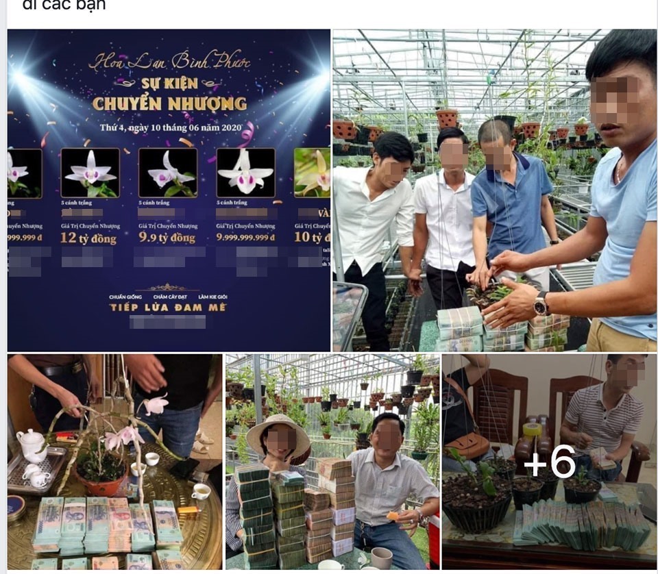 Vỡ mộng lan đột biến tiền tỉ, chủ vườn lên livestream &quot;bóc phốt&quot; lẫn nhau - Ảnh 3.