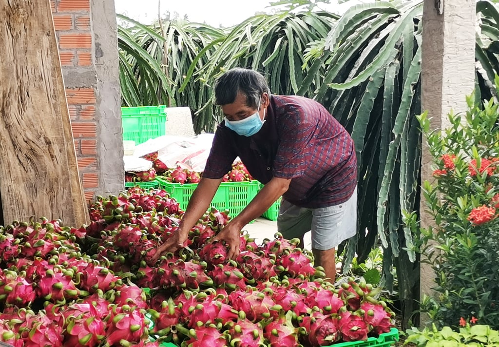 Trung Quốc tạm dừng nhập khẩu thanh long trong 4 tuần, Bình Thuận, Long An cần làm gì? - Ảnh 1.
