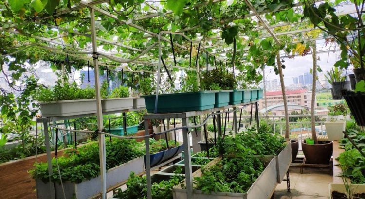 Ở nhà ngày giãn cách xã hội, đua nhau lên mạng học bí kíp trồng hoa, cây cảnh, rau xanh - Ảnh 2.