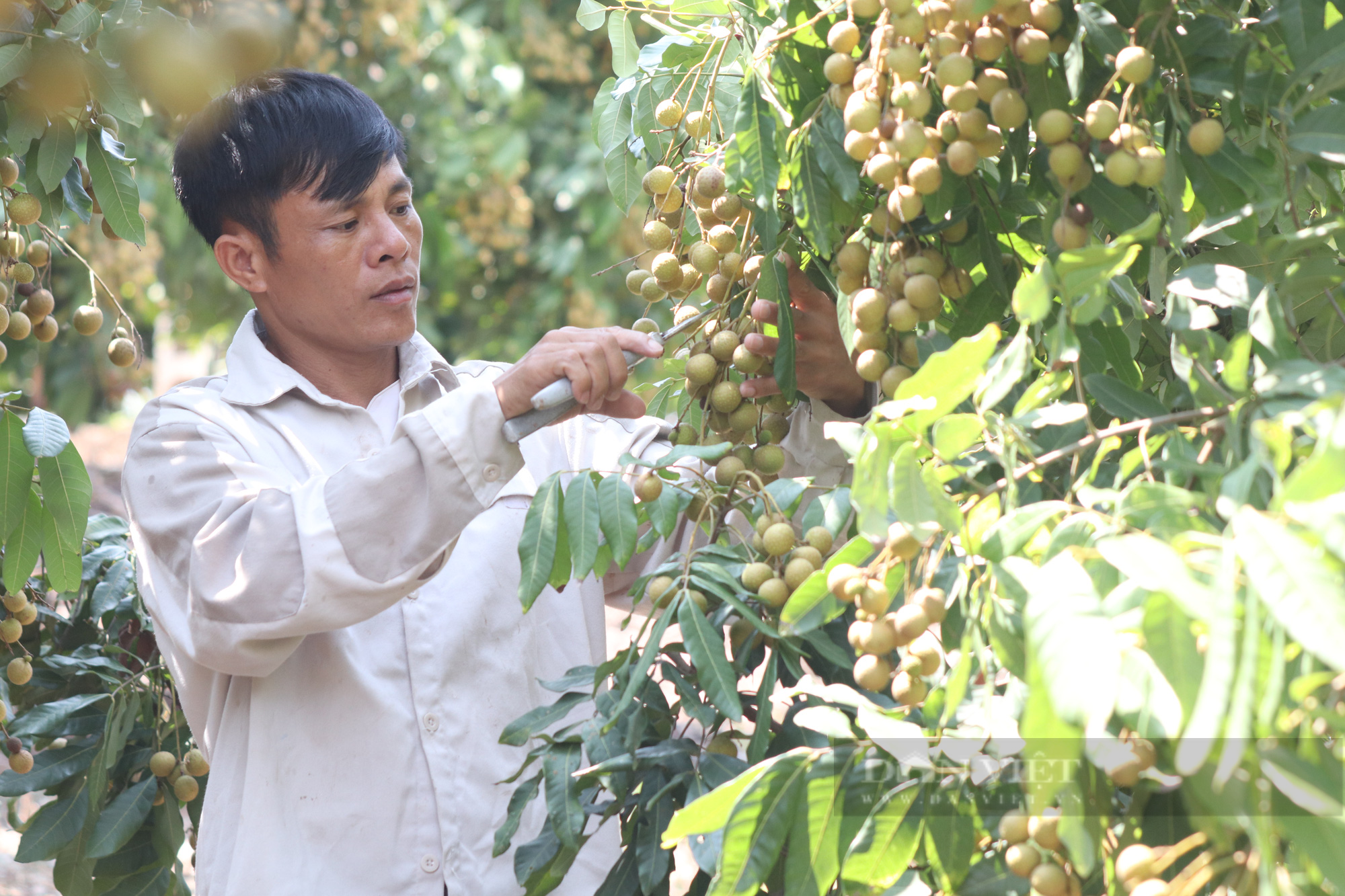 &quot;Hoá kiếp&quot; từ phận làm thuê thành tỷ phú nhờ nuôi lợn, trồng cây ăn quả - Ảnh 7.