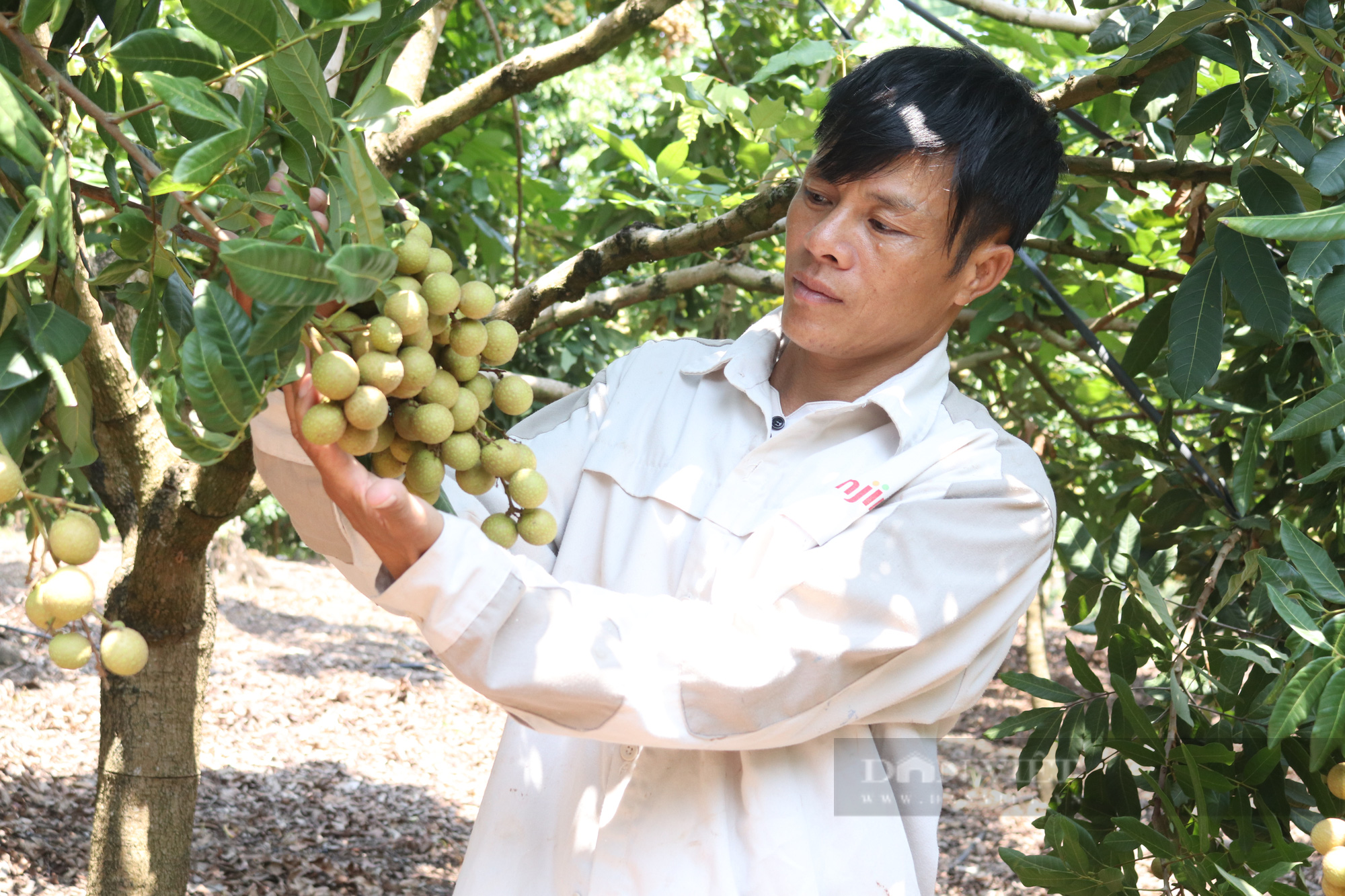 &quot;Hoá kiếp&quot; từ phận làm thuê thành tỷ phú nhờ nuôi lợn, trồng cây ăn quả - Ảnh 8.