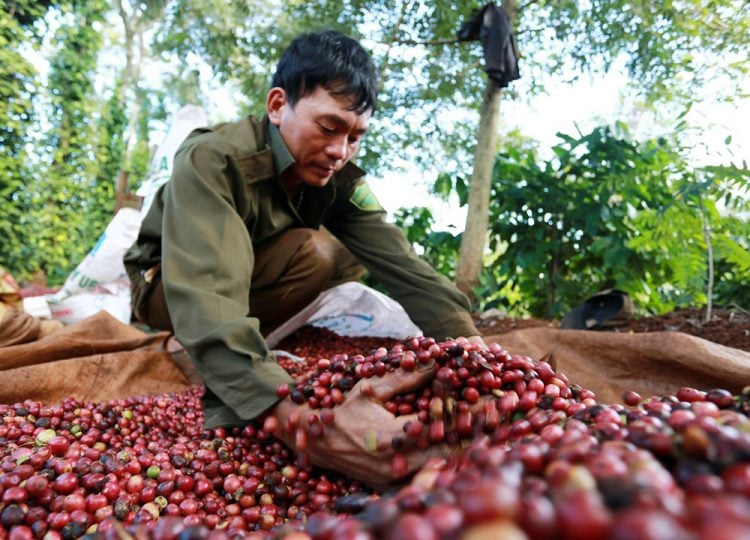 Giá nông sản hôm nay 6/8: Cà phê giữ ở mức cao, hồ tiêu và heo hơi nối dài đà giảm - Ảnh 2.