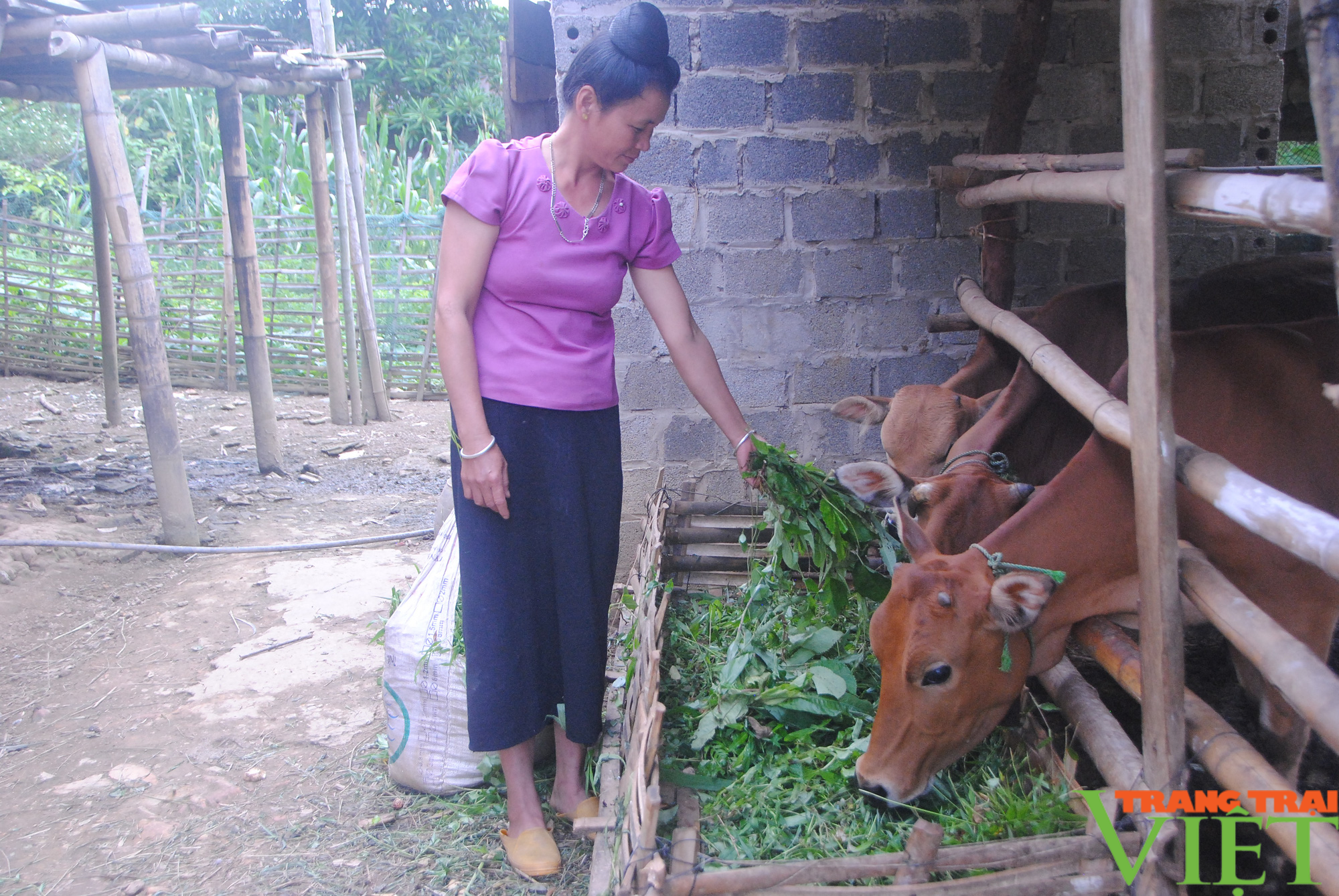 Phổng Lập đẩy mạnh phát triển kinh tế - Ảnh 3.