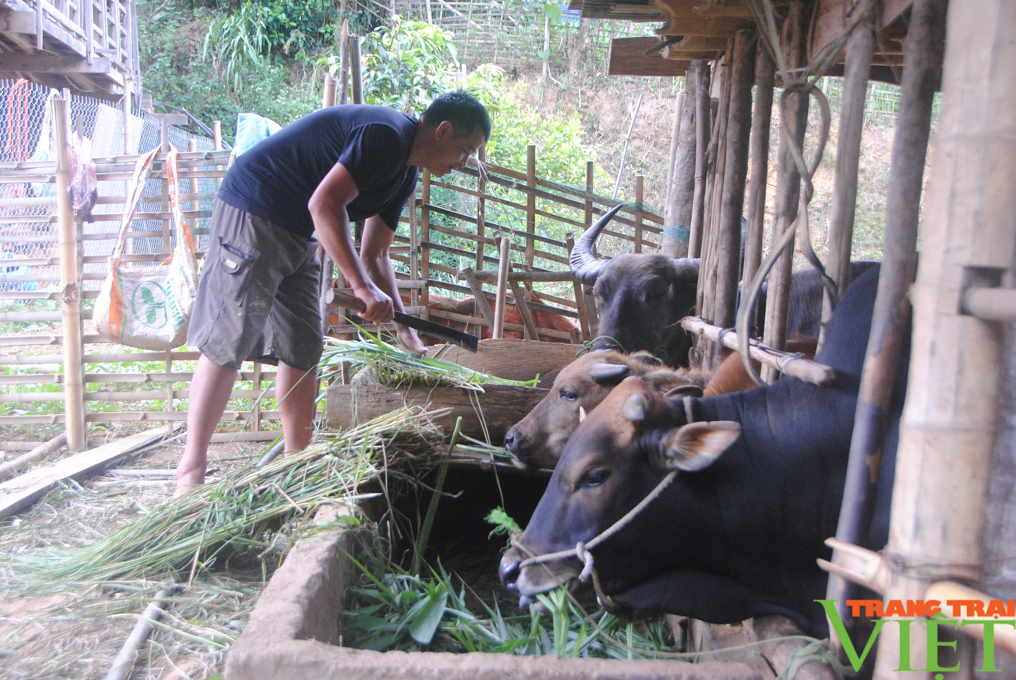 Phổng Lập đẩy mạnh phát triển kinh tế - Ảnh 4.