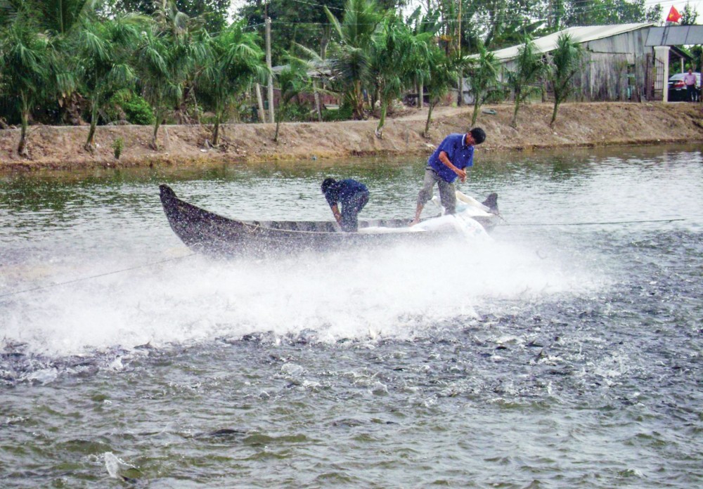Giá cá rô đầu vuông, cá thát lát, cá trê, cá tra &quot;cắm đầu đi xuống&quot;, nông dân ĐBSCL lỗ nặng - Ảnh 1.