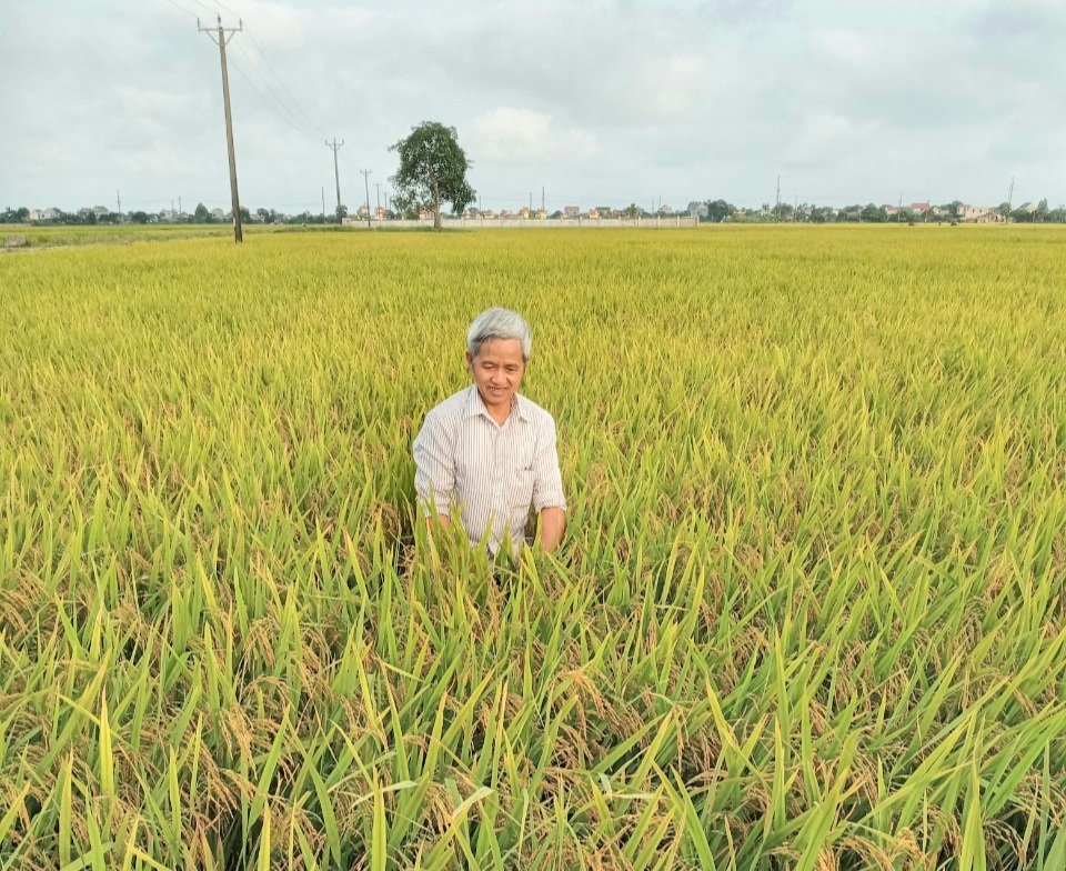 Ninh Bình: Vụ lúa đông xuân trúng lớn nhờ hệ thống thâm canh lúa cải tiến - Ảnh 5.