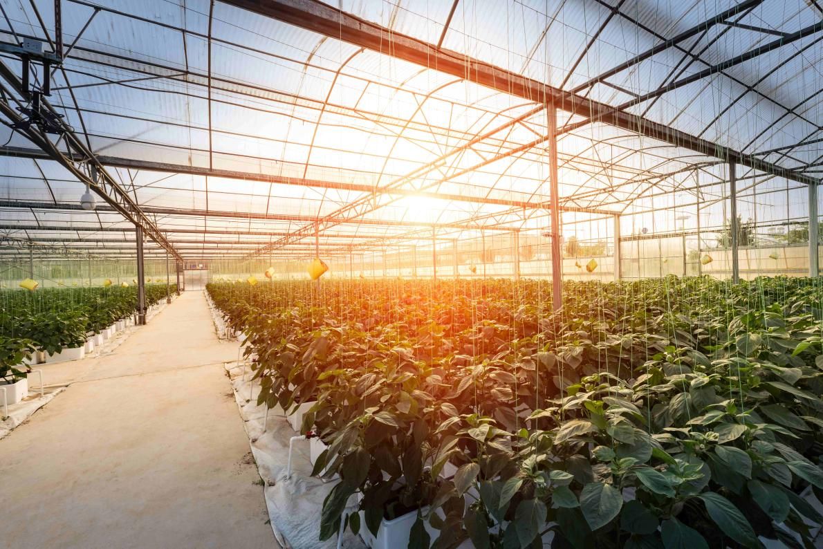 Đến giữa thế kỷ này, dân số thế giới sẽ đạt 9,7 tỷ người, khi đó nguồn thực phẩm có thể không còn đủ đáp ứng nhu cầu. Ảnh: @Pixabay.