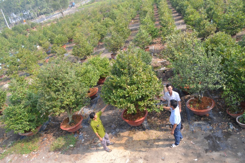 Bình Dương: Tỷ phú trồng mai vàng công nghệ cao trong làng cây kiểng Đông Nam bộ - Ảnh 5.