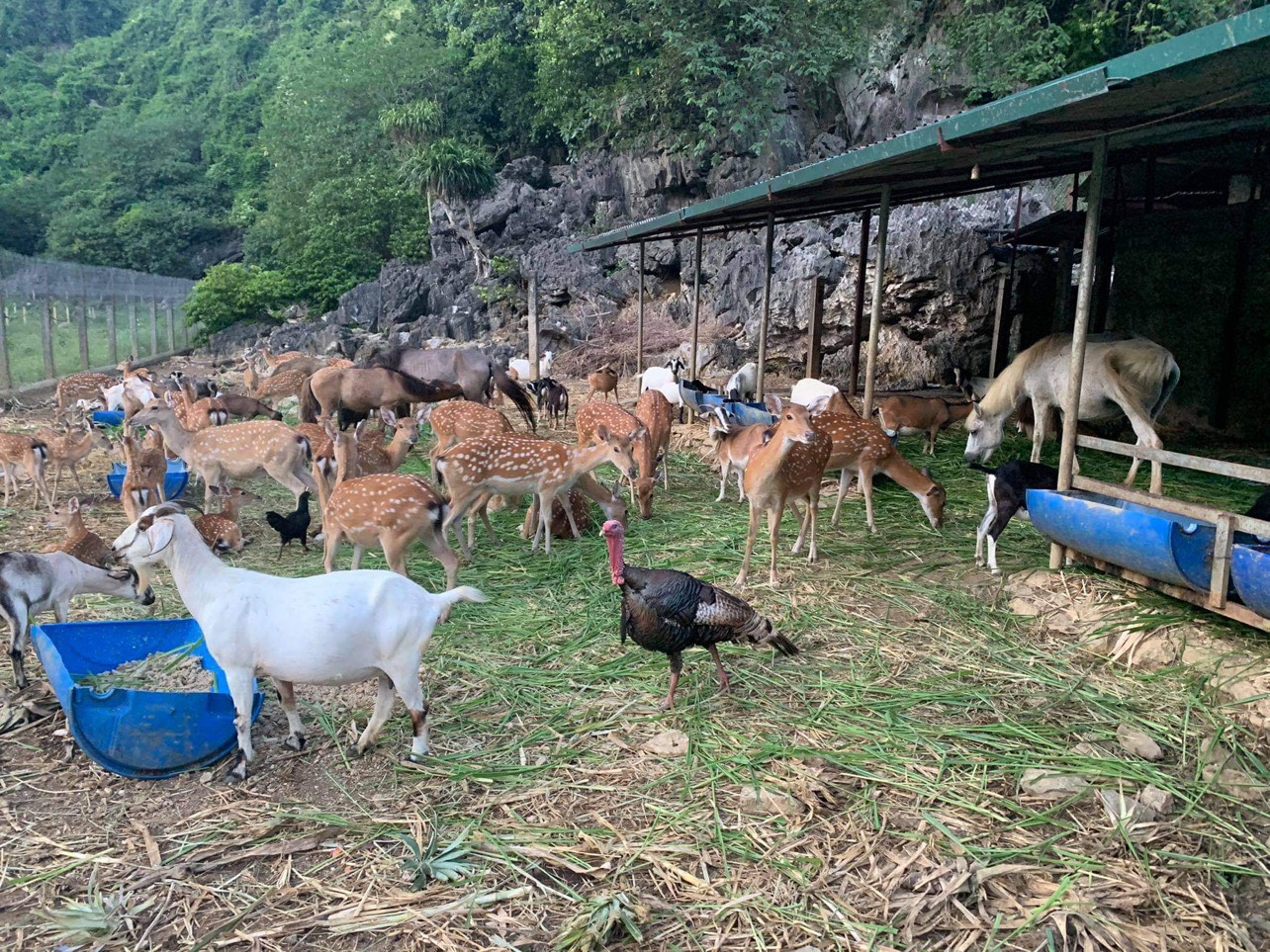 Ninh Bình: Nuôi con đặc sản thu tiền tỷ nhưng chúng tôi vẫn “khát” vốn - Ảnh 2.