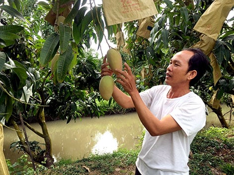 Hậu Giang: Trồng xoài Cát Hồng có gì mới, có gì hay mà ở đây cứ hái 1ha trái nông dân lời 200 triệu đồng? - Ảnh 1.