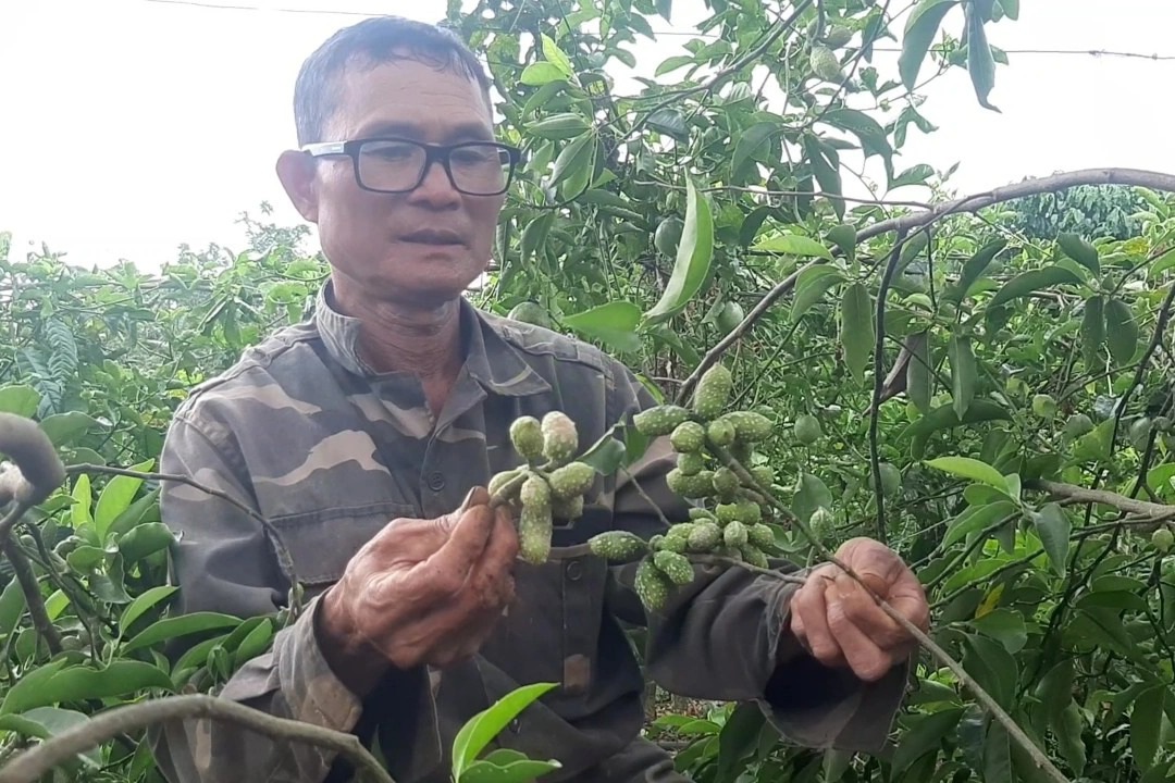 Trồng thứ cây cho ra 1,5 triệu đồng/kg quả, người dân mong thoát nghèo - Ảnh 1. Trồng thứ cây cho ra 1,5 triệu đồng/kg quả, người dân mong thoát nghèo - Ảnh 1.