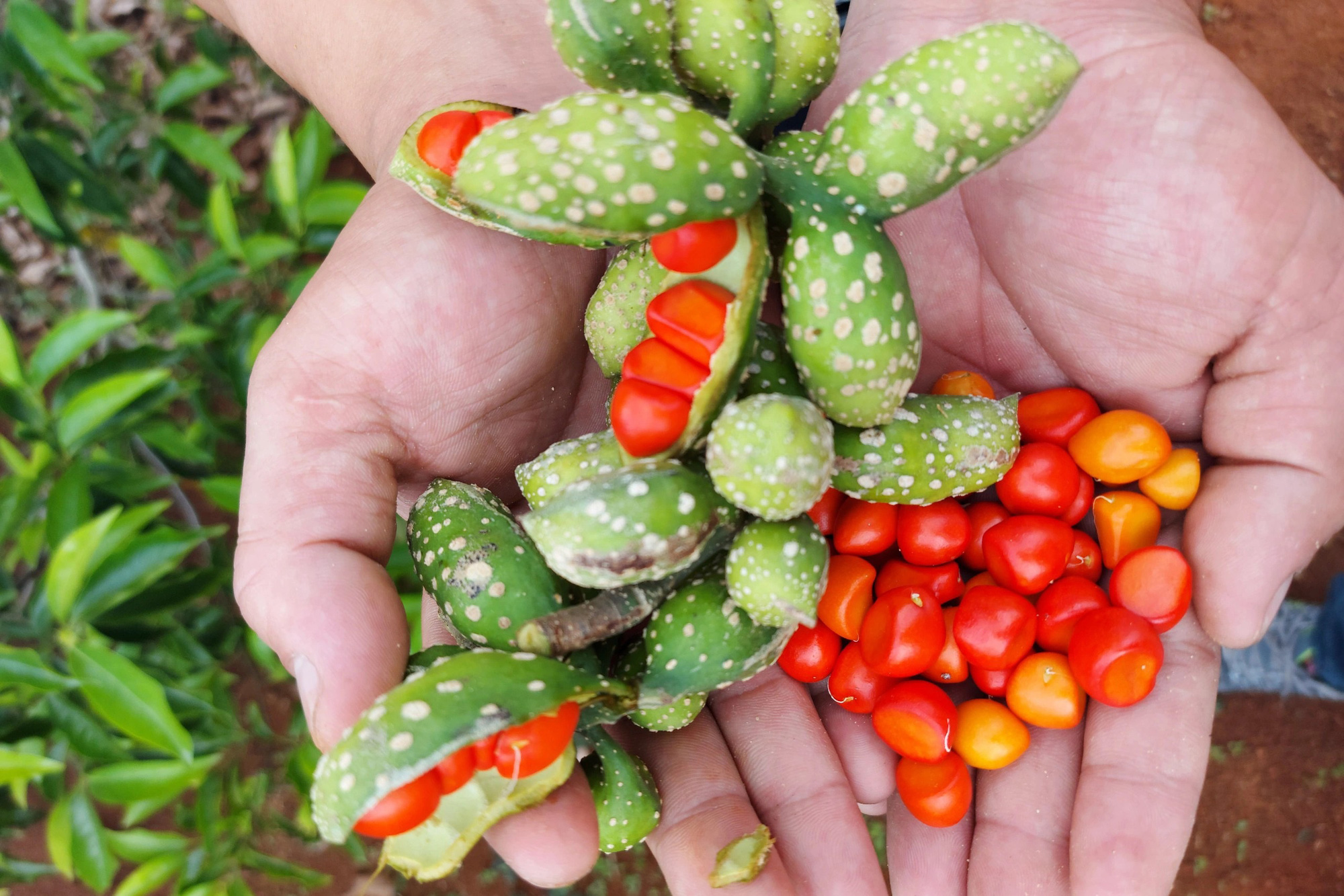 Trồng thứ cây cho ra 1,5 triệu đồng/kg quả, người dân mong thoát nghèo - Ảnh 2. Trồng thứ cây cho ra 1,5 triệu đồng/kg quả, người dân mong thoát nghèo - Ảnh 2.