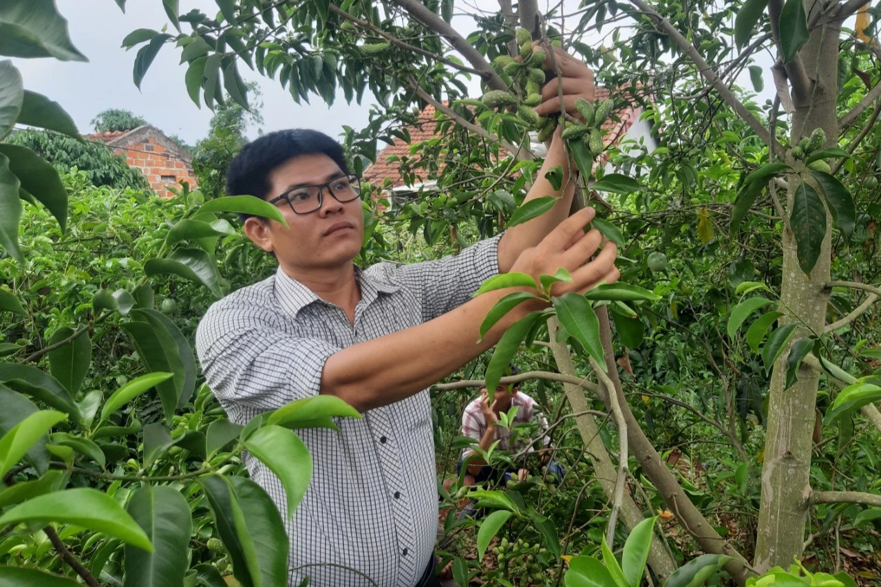 Trồng thứ cây cho ra 1,5 triệu đồng/kg quả, người dân mong thoát nghèo - Ảnh 3. Trồng thứ cây cho ra 1,5 triệu đồng/kg quả, người dân mong thoát nghèo - Ảnh 3.