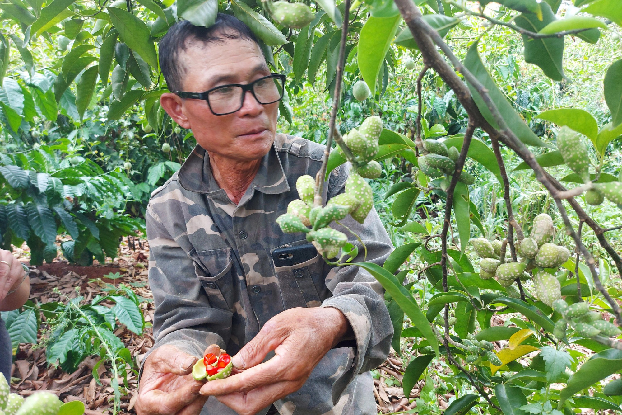Trồng thứ cây cho ra 1,5 triệu đồng/kg quả, người dân mong thoát nghèo - Ảnh 5. Trồng thứ cây cho ra 1,5 triệu đồng/kg quả, người dân mong thoát nghèo - Ảnh 5.