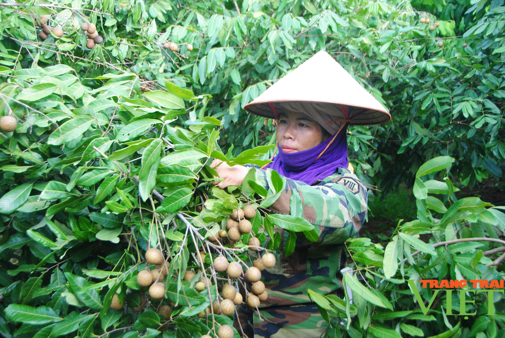 Nông dân Cò Nòi thi đua sản xuất, kinh doanh giỏi - Ảnh 1. Nông dân Cò Nòi thi đua sản xuất, kinh doanh giỏi - Ảnh 1.