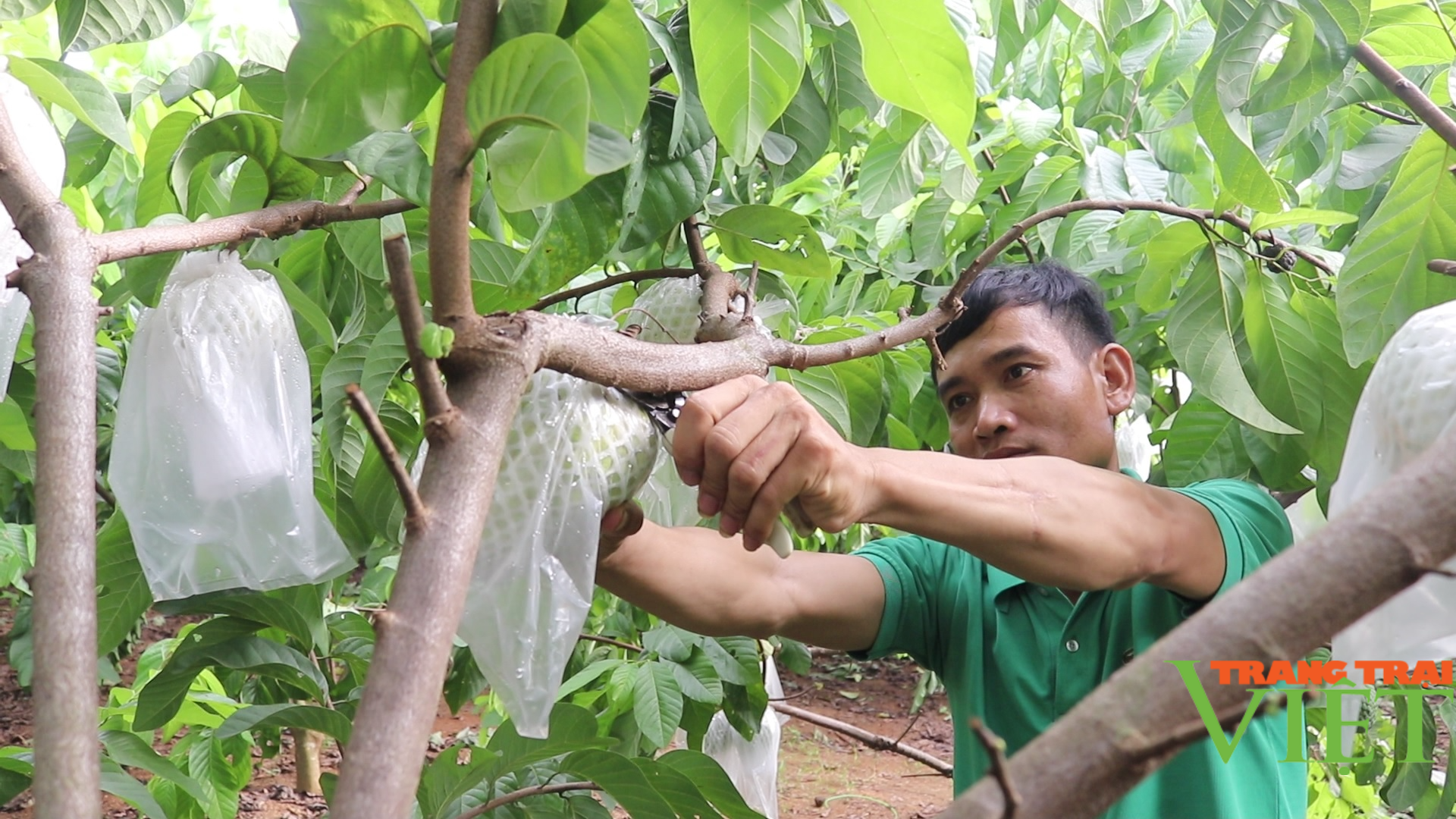 Nông dân Cò Nòi thi đua sản xuất, kinh doanh giỏi - Ảnh 2. Nông dân Cò Nòi thi đua sản xuất, kinh doanh giỏi - Ảnh 2.