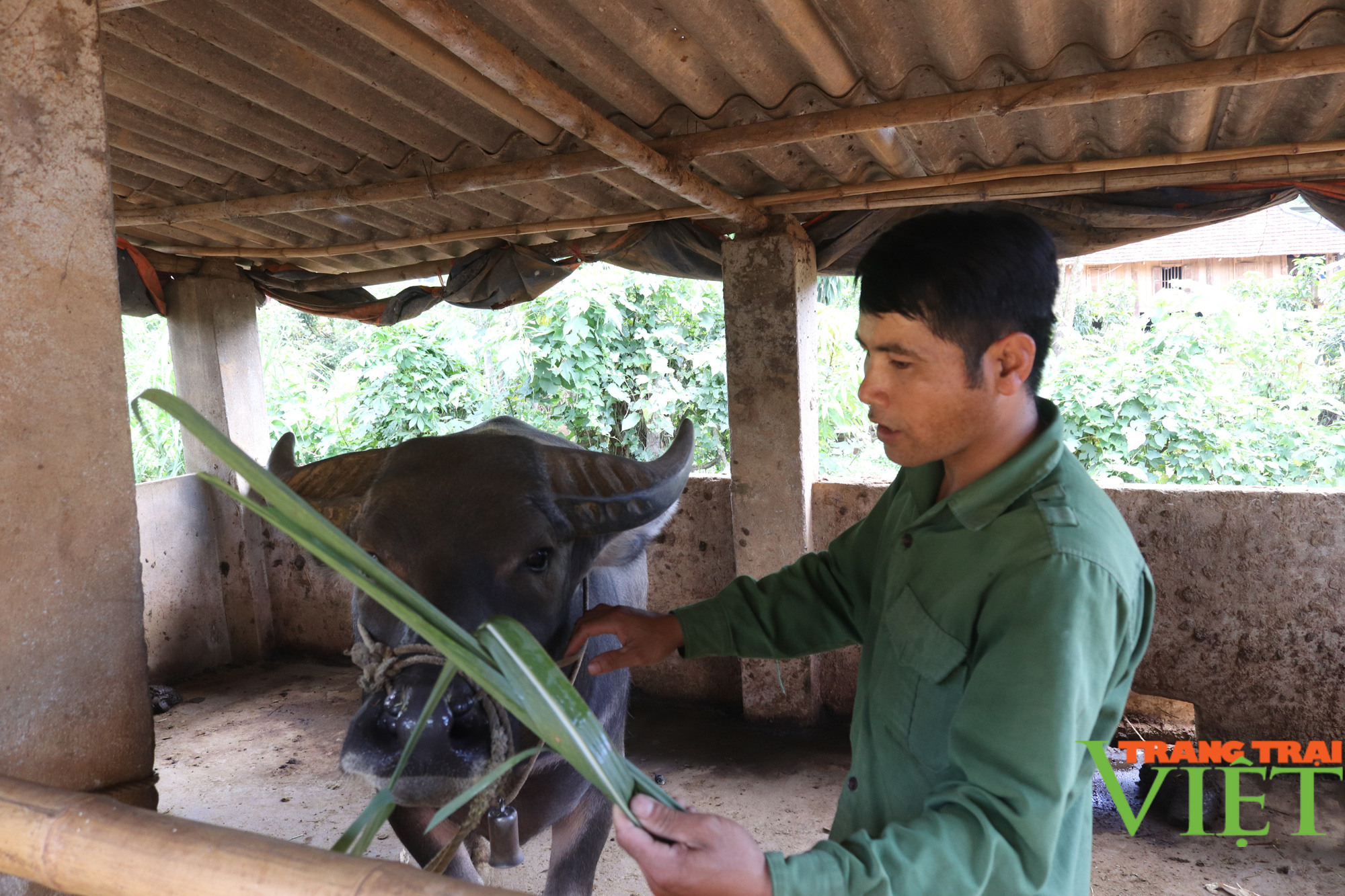 Nông dân Cò Nòi thi đua sản xuất, kinh doanh giỏi - Ảnh 3. Nông dân Cò Nòi thi đua sản xuất, kinh doanh giỏi - Ảnh 3.
