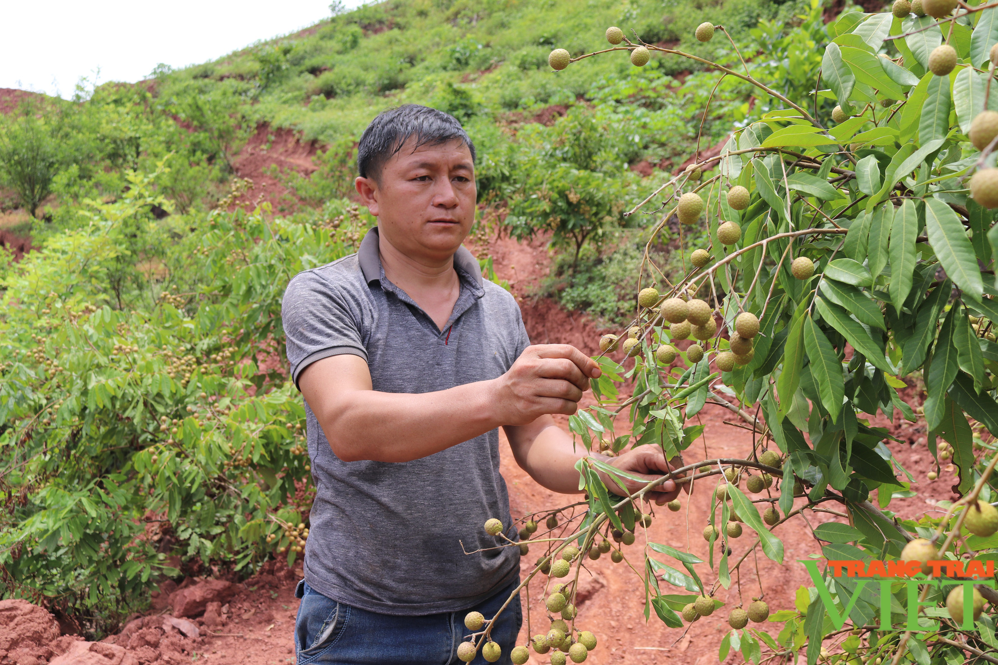 Hội Nông dân xã Mường Bú đồng hành cùng hội viên phát triển kinh tế - Ảnh 2. Hội Nông dân xã Mường Bú đồng hành cùng hội viên phát triển kinh tế - Ảnh 2.