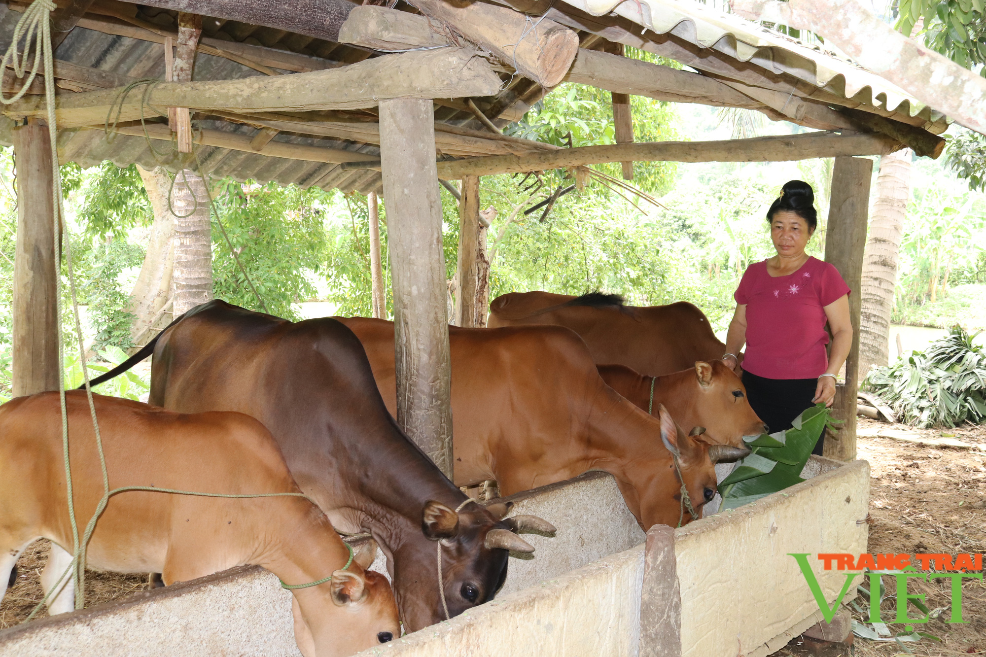 Hội Nông dân xã Mường Bú đồng hành cùng hội viên phát triển kinh tế - Ảnh 4. Hội Nông dân xã Mường Bú đồng hành cùng hội viên phát triển kinh tế - Ảnh 4.
