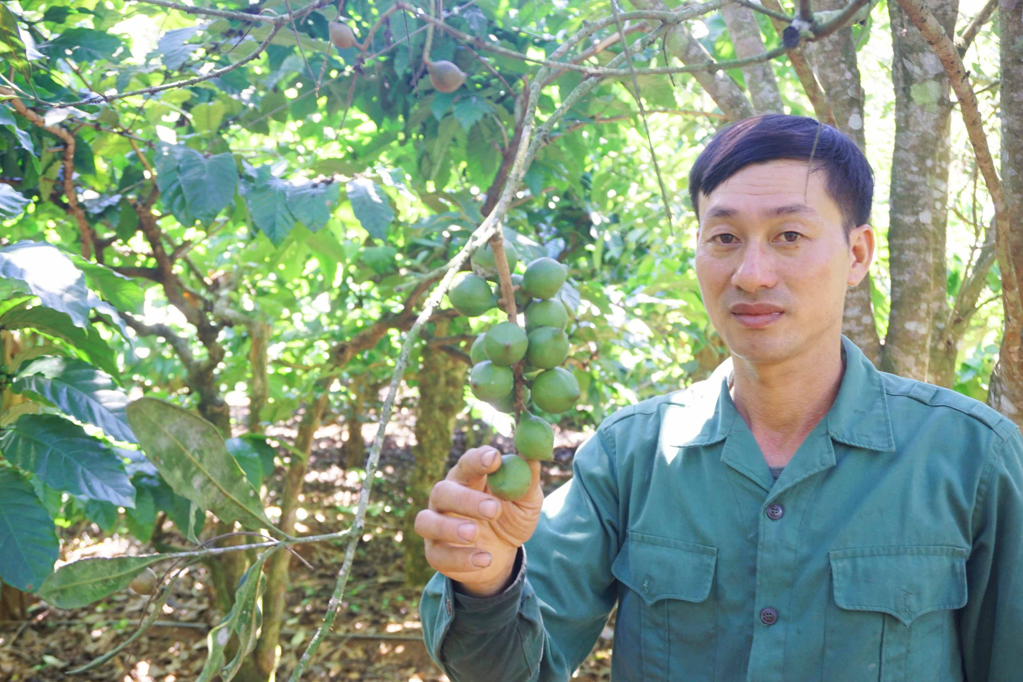 Chỉ là loại cây xen canh mà mỗi năm nông dân vùng cao thu hàng trăm triệu đồng từ loại cây này - Ảnh 4. Chỉ là loại cây xen canh mà mỗi năm nông dân vùng cao thu hàng trăm triệu đồng từ loại cây này - Ảnh 4.