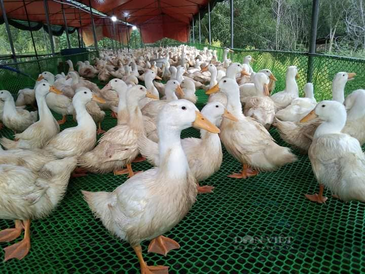 Giá gia cầm hôm nay 12/9: Giá gà trắng miền Bắc cán mốc mới, nhiều trại đã thoát thua lỗ - Ảnh 2.