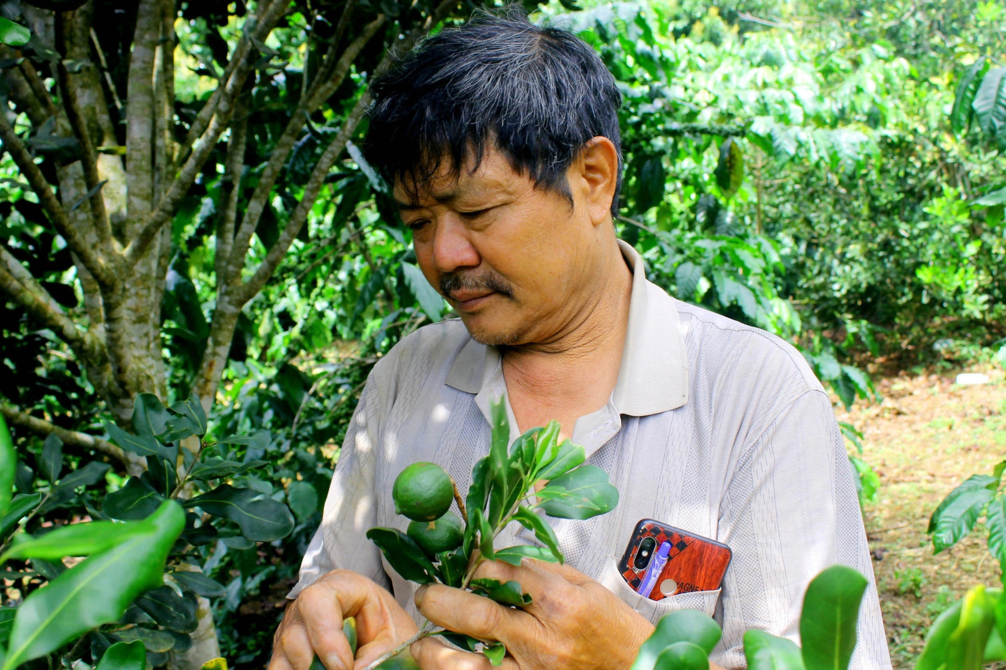 Chỉ là loại cây xen canh mà mỗi năm nông dân vùng cao thu hàng trăm triệu đồng từ loại cây này - Ảnh 1. Chỉ là loại cây xen canh mà mỗi năm nông dân vùng cao thu hàng trăm triệu đồng từ loại cây này - Ảnh 1.