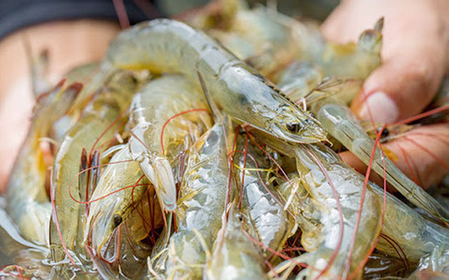 Loại tôm này sẽ "cháy" ở các thị trường xuất khẩu, chuyên gia khuyến cáo "nóng" - Ảnh 1. Loại tôm này sẽ "cháy" ở các thị trường xuất khẩu, chuyên gia khuyến cáo "nóng" - Ảnh 1.