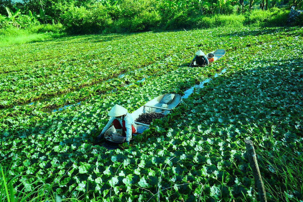 Thanh Hóa: Kiếm vài chục triệu đồng mỗi vụ nhờ thứ củ kỳ lạ, nhìn xa có hình thù giống... đầu trâu - Ảnh 2.