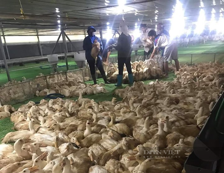 Giá gia cầm hôm nay 15/9: Giá gà công nghiệp ba miền giảm nhiệt, nhiều trại ế ẩm - Ảnh 2.