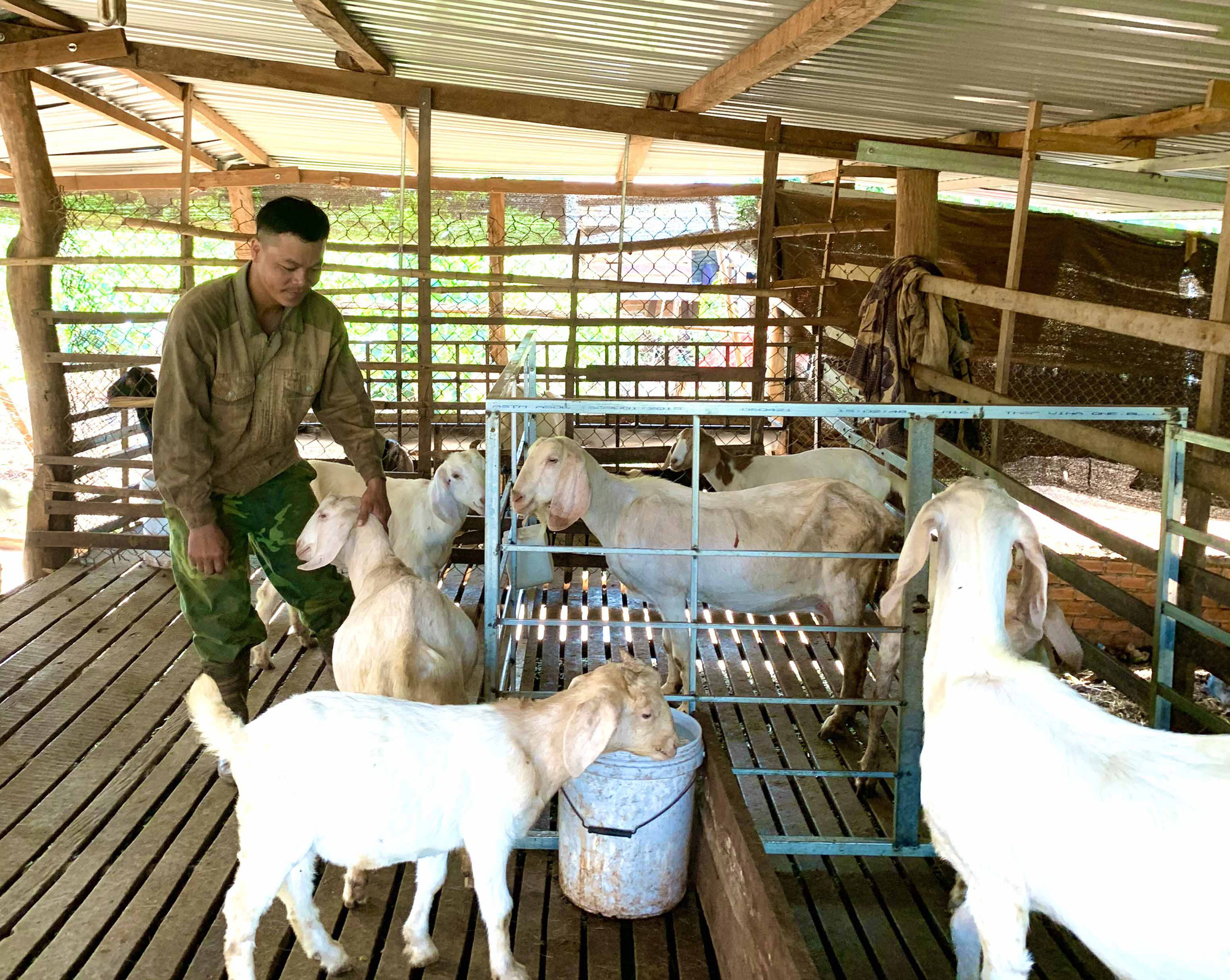 Gia Lai: Kỳ công nuôi dê như chăm em bé, anh nông dân nghèo nhất xã trở thành triệu phú ở Ia Tôr - Ảnh 1.