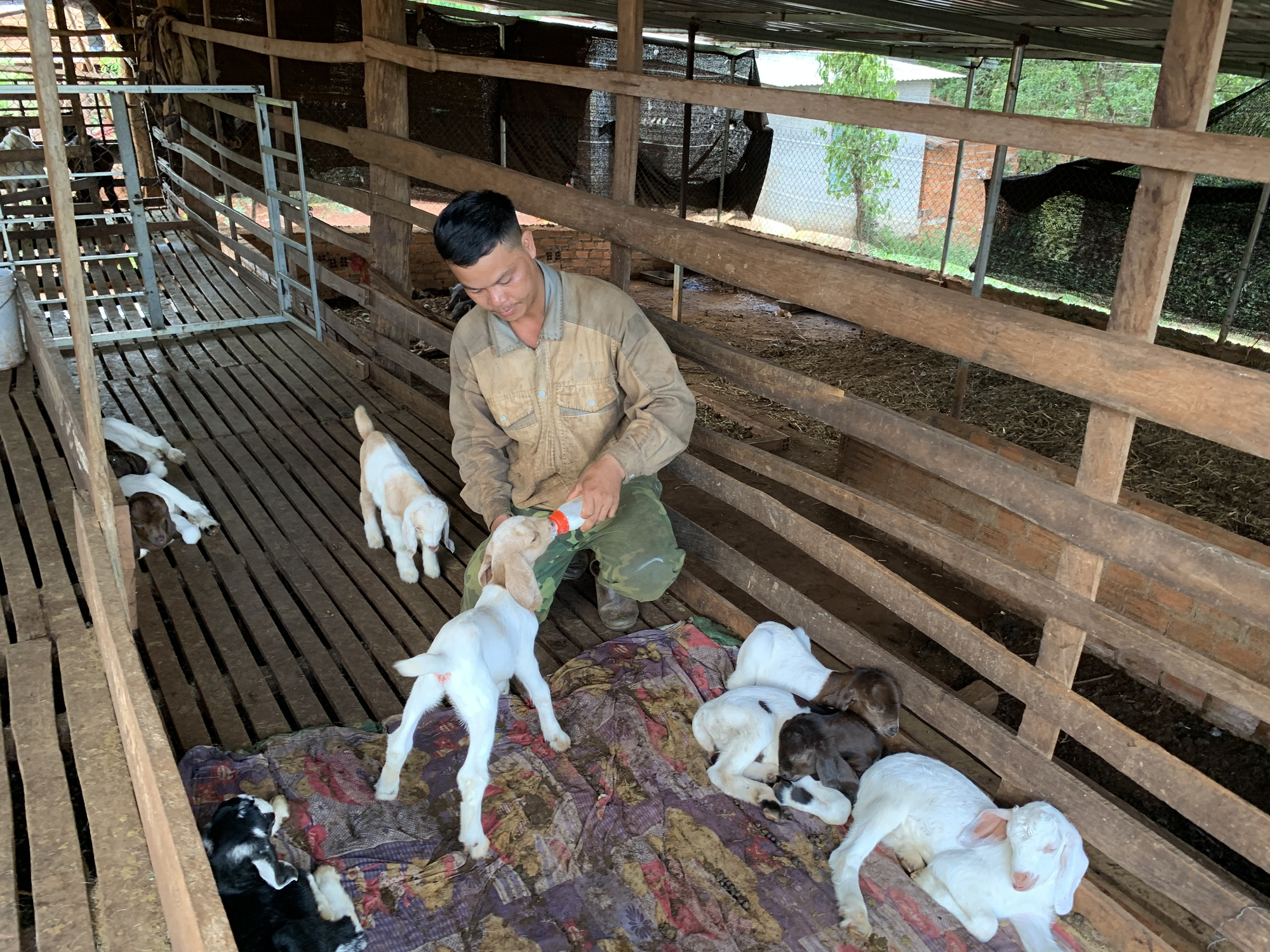 Gia Lai: Kỳ công nuôi dê như chăm em bé, anh nông dân nghèo nhất xã trở thành triệu phú ở Ia Tôr - Ảnh 2.