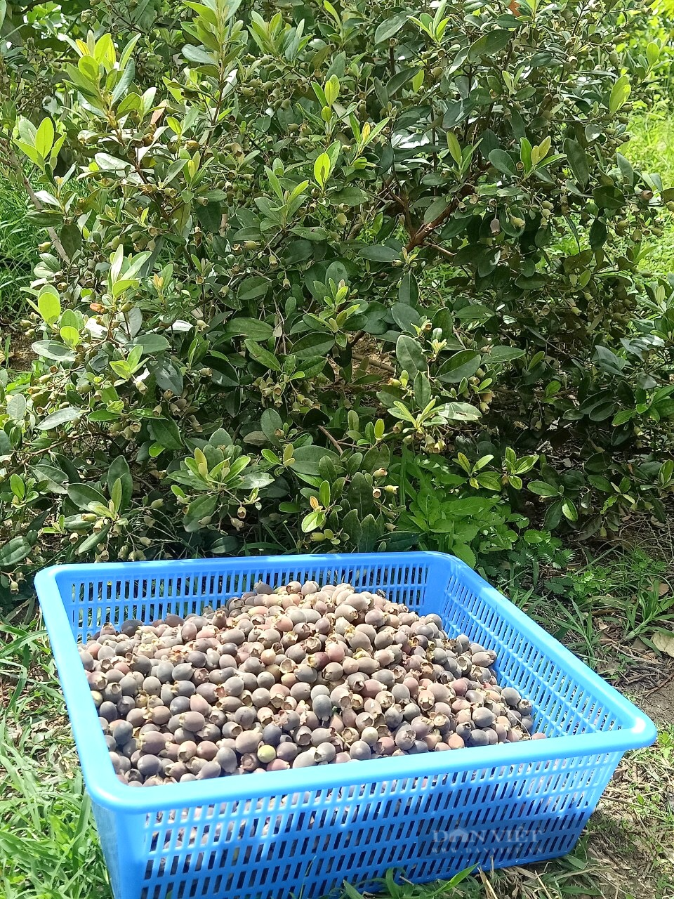 Bình Định: Một huyện có hơn 500 héc ta rừng tự nhiên ra quả “tím lịm”, giúp dân hái ra tiền  - Ảnh 3.