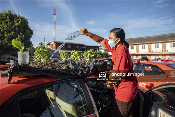 Thái Lan: Ế ẩm vì COVID-19, hàng trăm taxi biến thành nơi trồng rau - Ảnh 5.