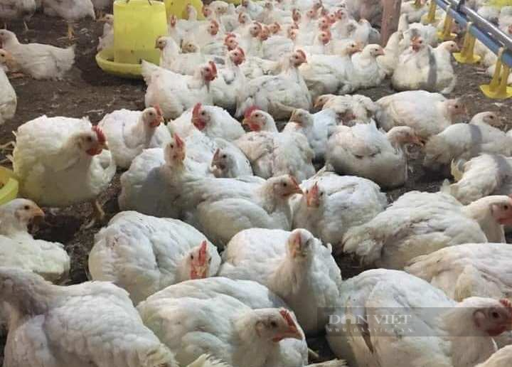 Giá gia cầm hôm nay 20/9: Cập nhật giá gà, vịt mới nhất tại các chợ đầu mối, vịt được giá cao - Ảnh 2.