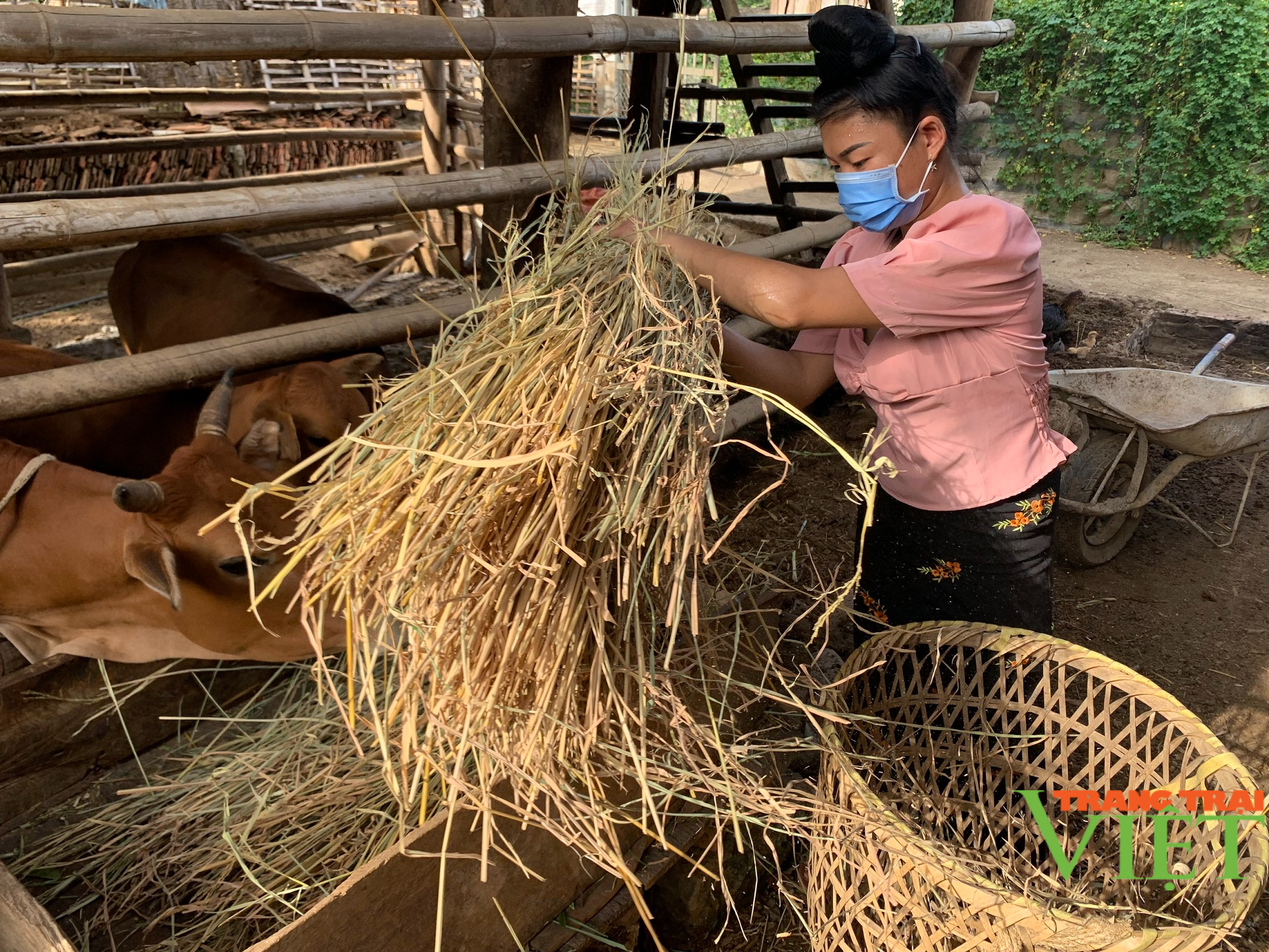 Sơn La: Hiệu quả mô hình đưa gia súc ra khỏi gầm sàn ở Ít Bon - Ảnh 3.