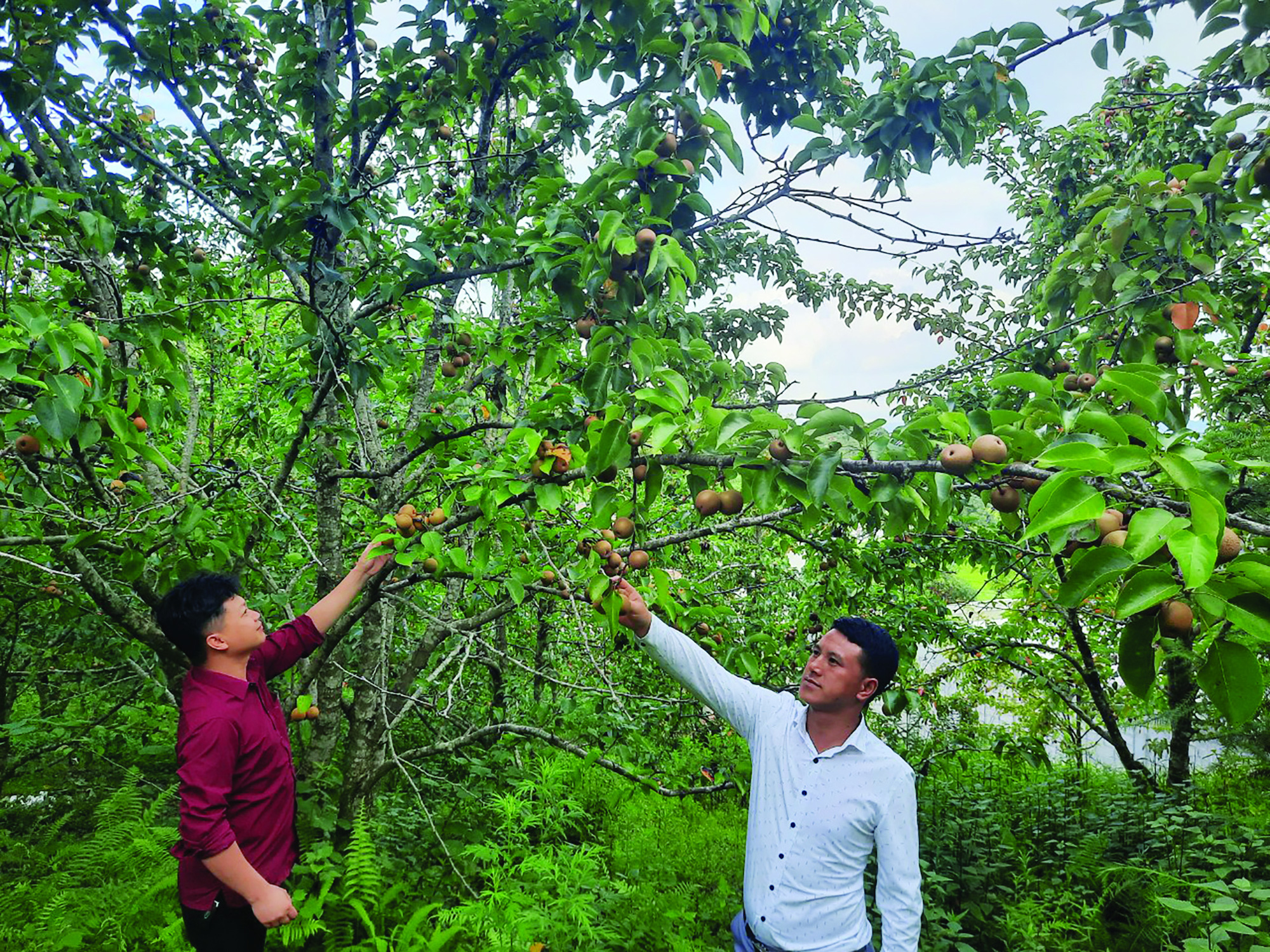 Hiệu quả mô hình cải tạo vườn tạp nơi địa đầu Tổ quốc - Ảnh 1. Hiệu quả mô hình cải tạo vườn tạp nơi địa đầu Tổ quốc - Ảnh 1.