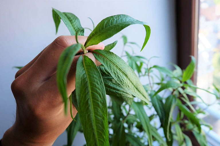 Sau khi biết 11 tác dụng của rau răm đảm bảo bà nội trợ nào cũng muốn trồng ngay loại rau này - Ảnh 1.