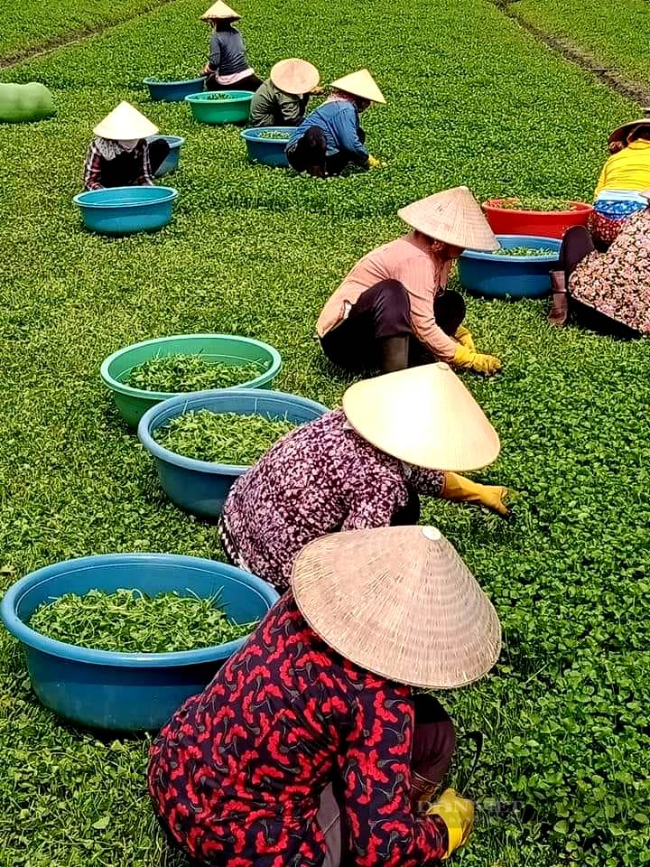Tiền Giang: Loại rau “thần tài” của nông dân, giờ giá rẻ bèo “nhảy” loạn xạ, phải cắt bỏ hàng loạt - Ảnh 3.