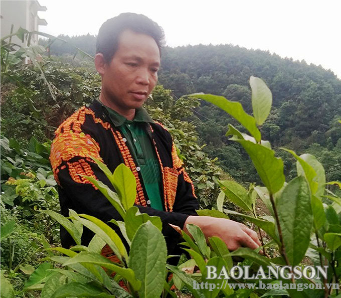 Lạng Sơn: Ở vùng đất này dân trồng thứ cây xanh tốt quanh năm, ra thứ hoa vàng bán với &quot;giá vàng&quot; - Ảnh 1.