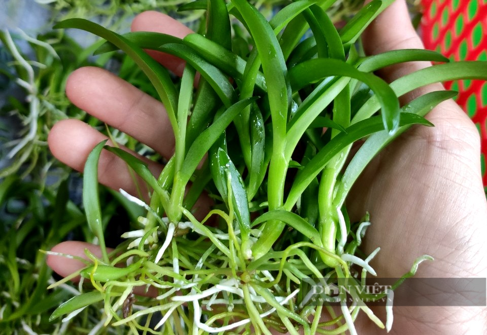 TP.HCM: Nữ giám đốc 8x lai tạo vườn “nữ hoàng của các loại hoa” độc, lạ giữa Sài thành - Ảnh 6.