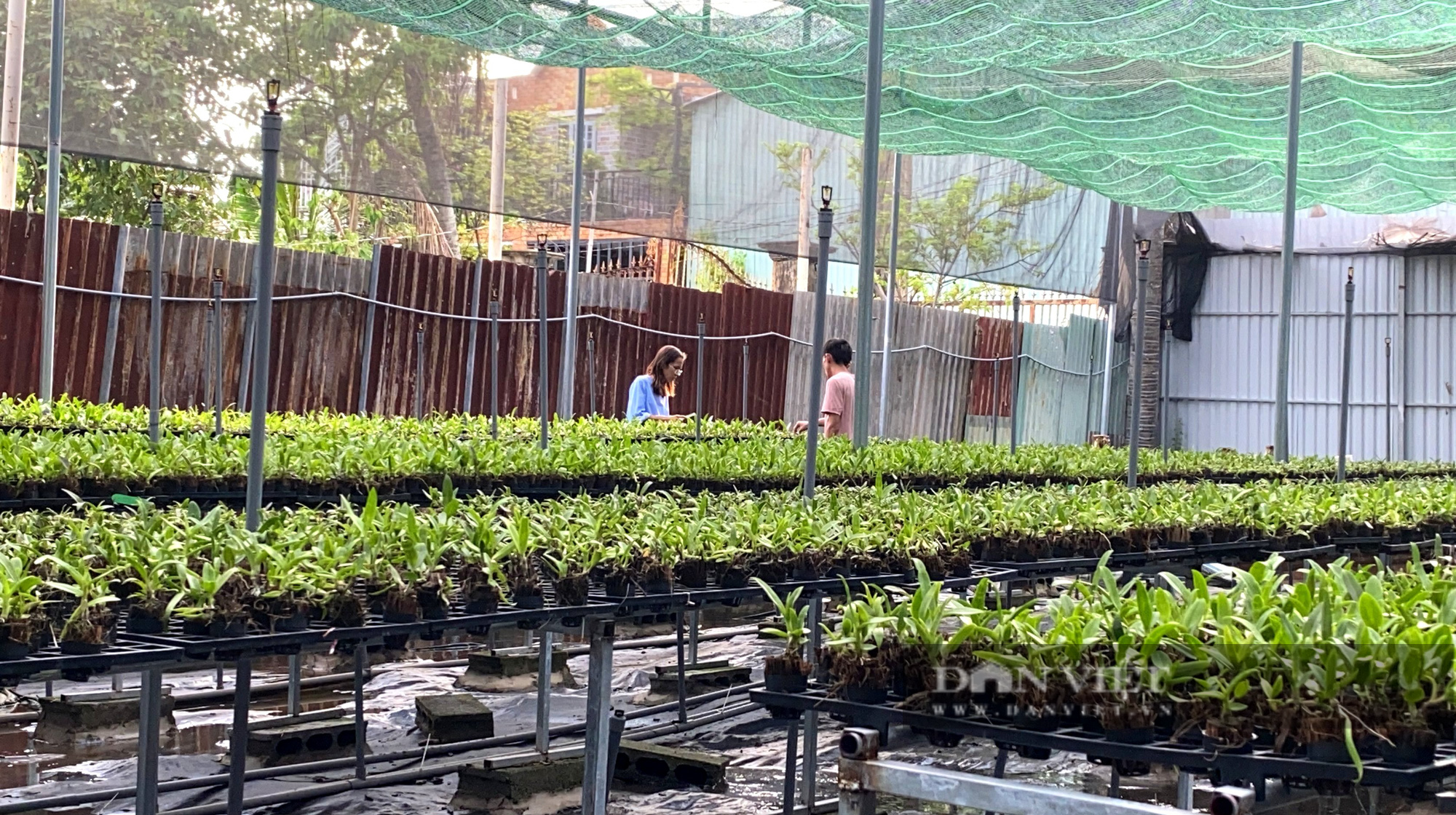 TP.HCM: Nữ giám đốc 8x lai tạo vườn “nữ hoàng của các loại hoa” độc, lạ giữa Sài thành - Ảnh 7.